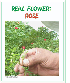 REAL ROSE